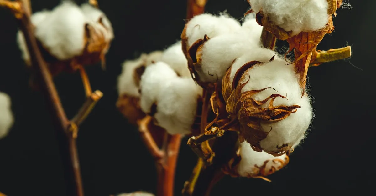 découvrez comment le coton absorbe l'humidité efficacement, offrant confort et respirabilité pour vos vêtements et textiles au quotidien.