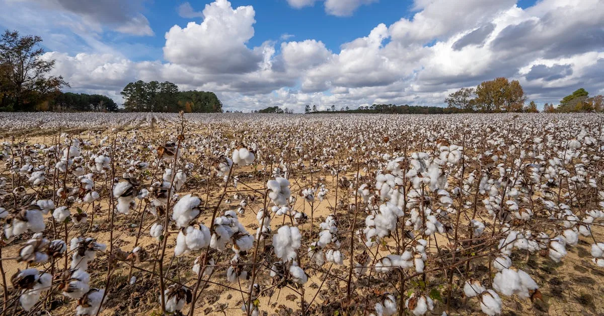 découvrez les principales régions productrices de coton à travers le monde, leurs caractéristiques climatiques et leur impact économique.