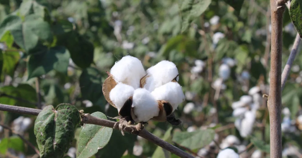 découvrez les principales régions productrices de coton à travers le monde et comprenez leur importance économique et agricole.