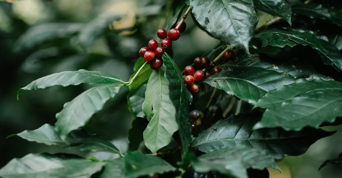 découvrez farm flavors, une sélection authentique de saveurs de la ferme pour des produits frais et naturels, directement chez vous.