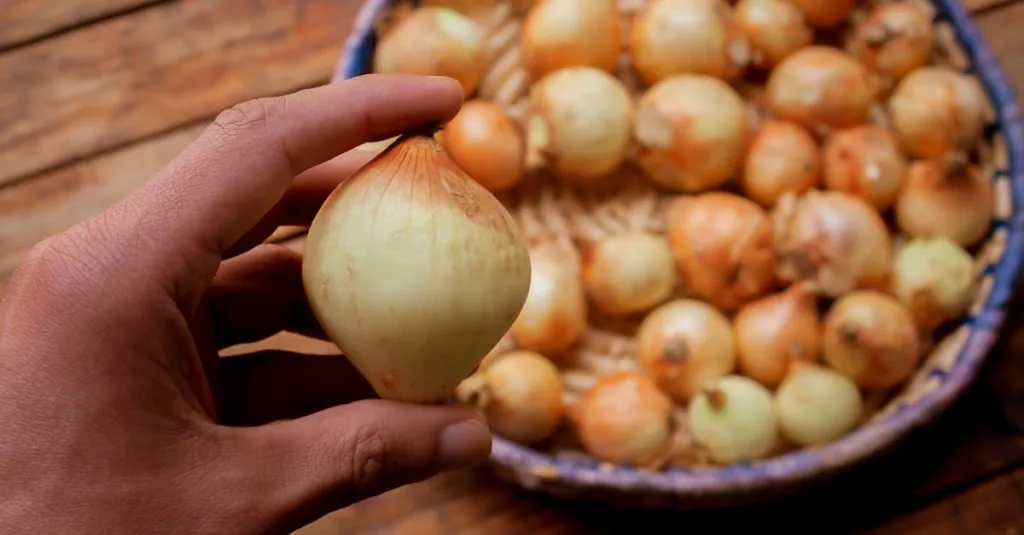 découvrez farm flavors, une sélection authentique de saveurs fermières naturelles et savoureuses pour réveiller vos papilles.