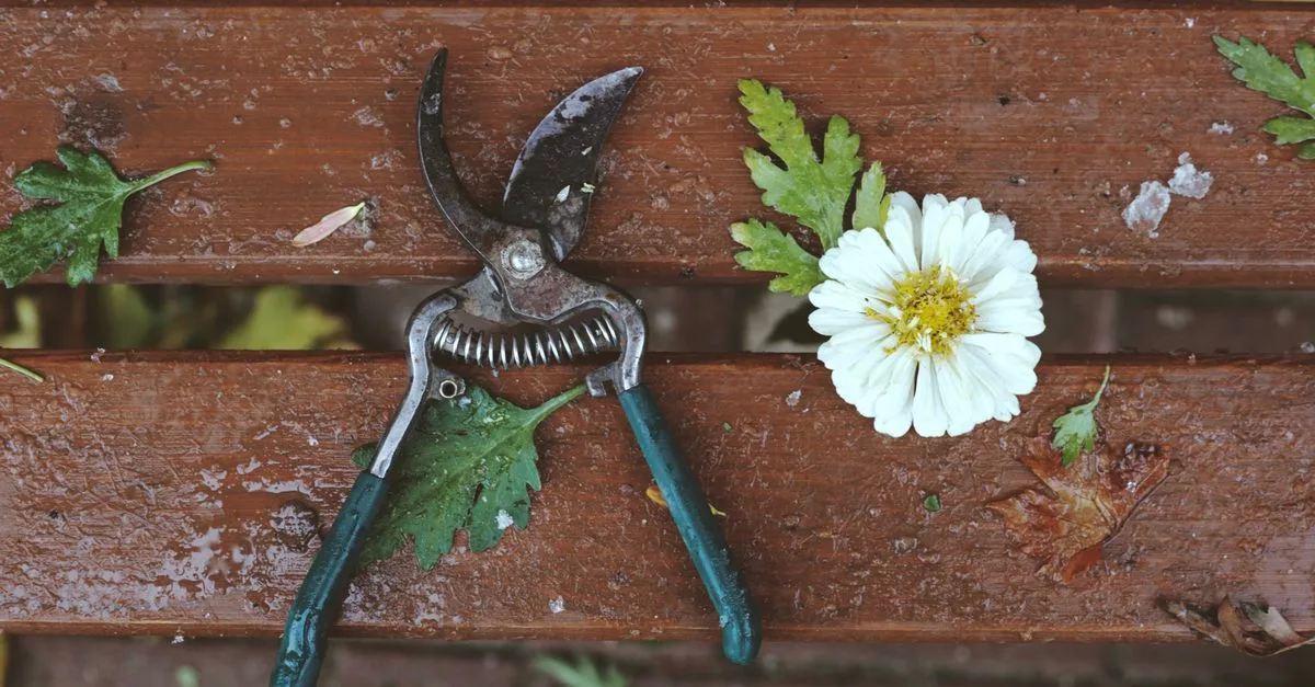 conseils et techniques de taille pour entretenir vos plantes, favoriser leur croissance et améliorer leur santé.