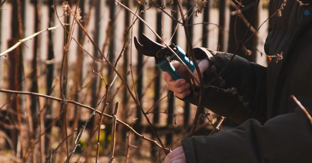 découvrez les meilleures techniques d'élagage pour maintenir la santé et la beauté de vos plantes et arbres, tout en favorisant une croissance optimale.