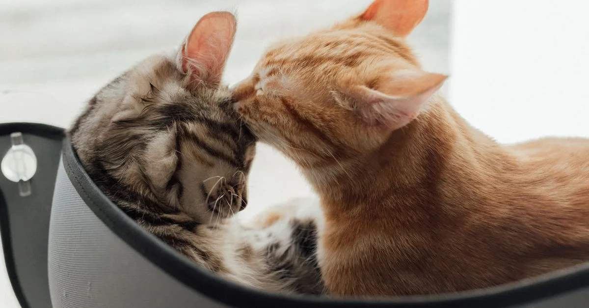 découvrez des conseils pratiques pour une cohabitation harmonieuse entre chats. astuces pour faciliter l'entente et vivre ensemble en toute sérénité.