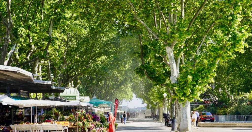 découvrez narbonne shops, votre guide complet des boutiques et commerces à narbonne pour une expérience de shopping unique.